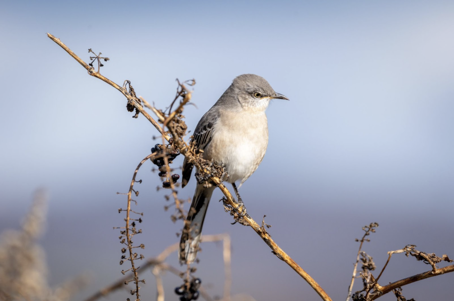 La chasse en Sologne : traditions et gestion durable de la faune