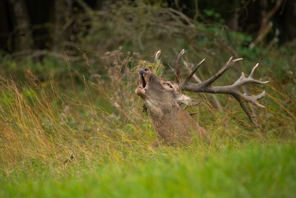 La gestion des espèces invasives et son impact sur la faune locale