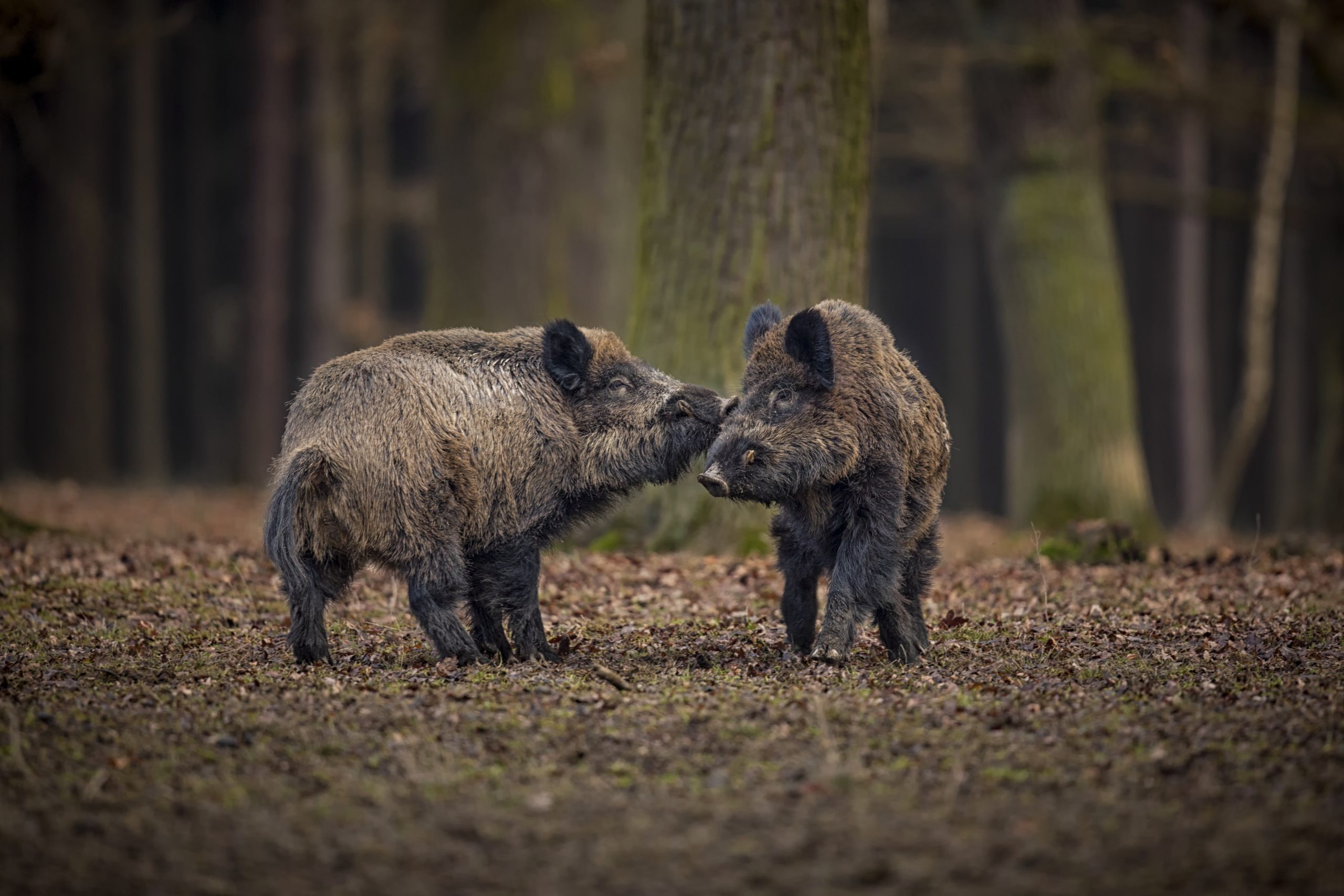 ChassAdapt sanglier
