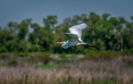 migration des oiseaux