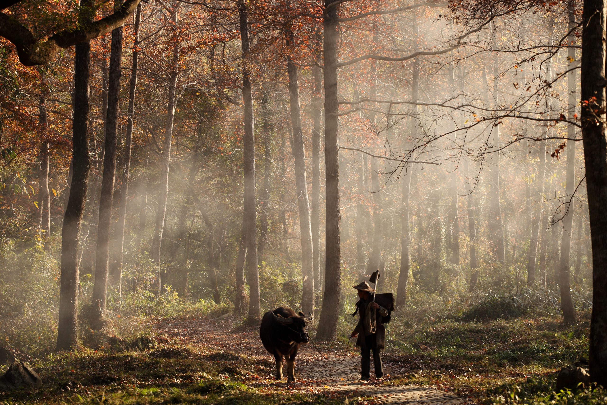 chasse en Sologne