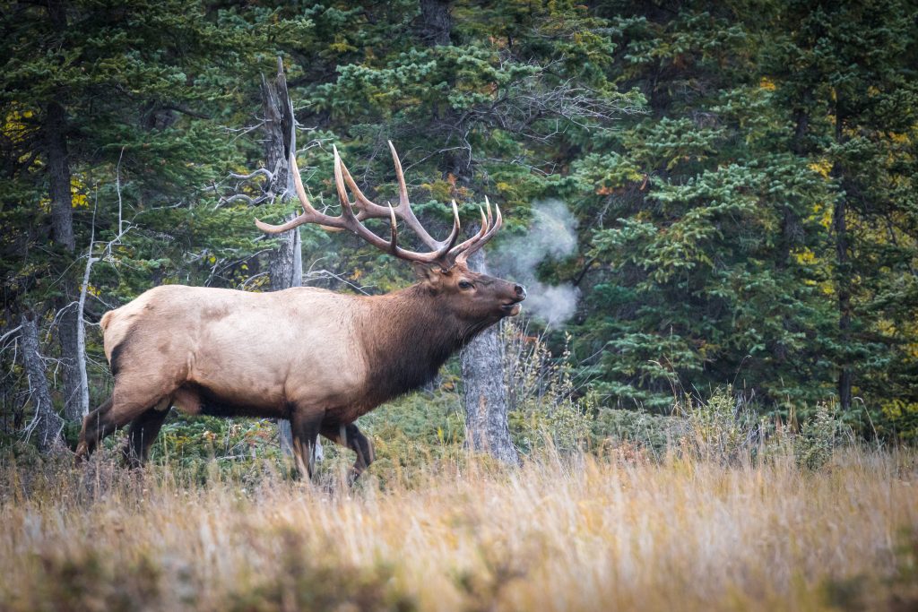 brame du cerf