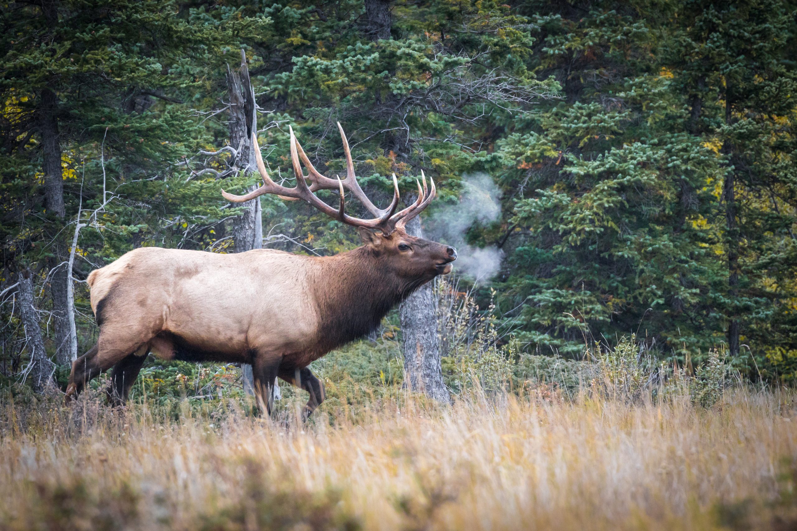 brame du cerf
